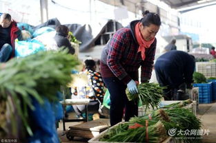济南实行“双证制”管理，守护韭菜安全从源头抓起